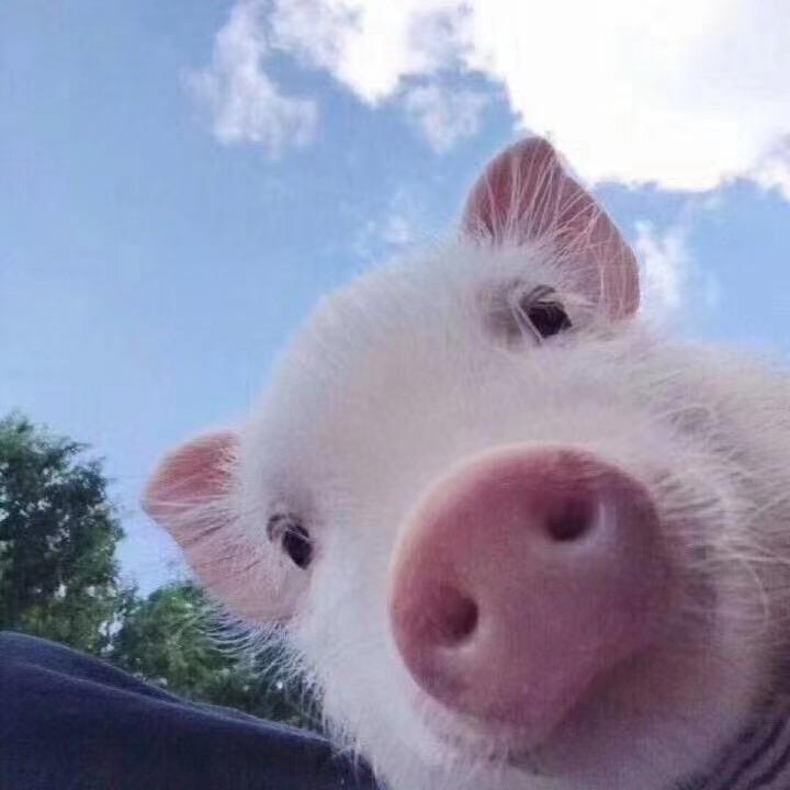 🍋🍋