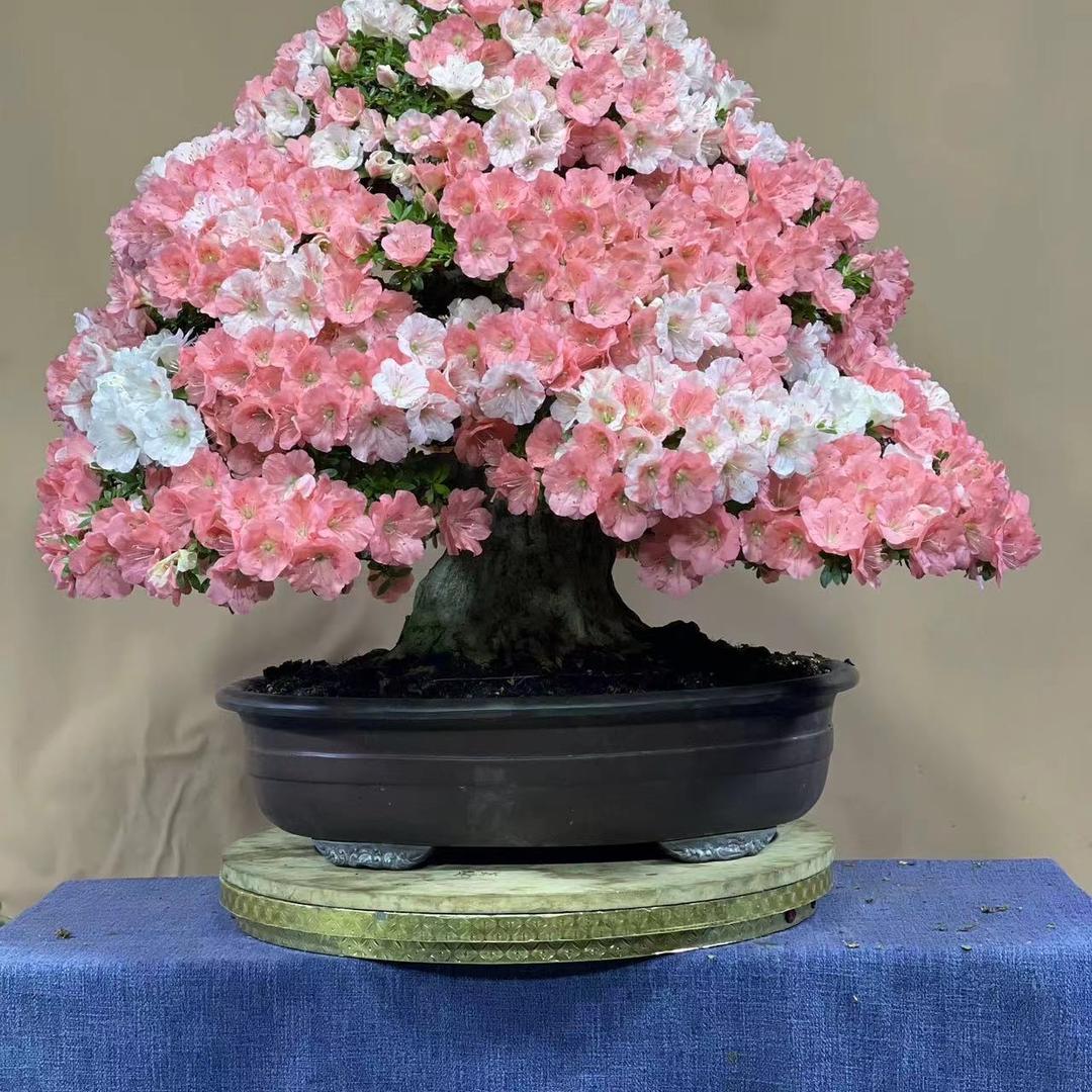 花语境