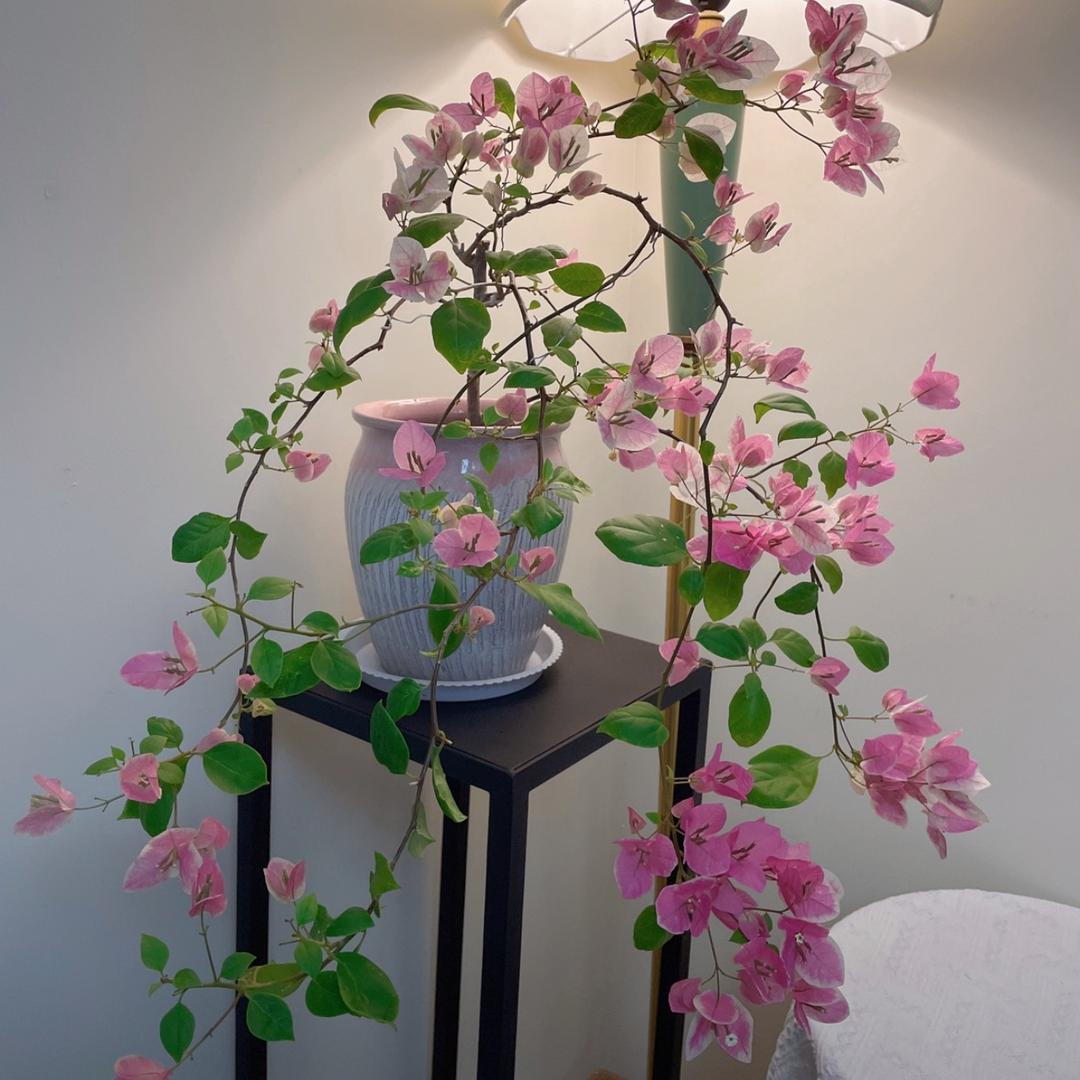 槿素花卉