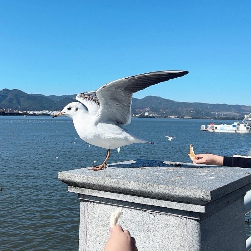 小管（不谈情）