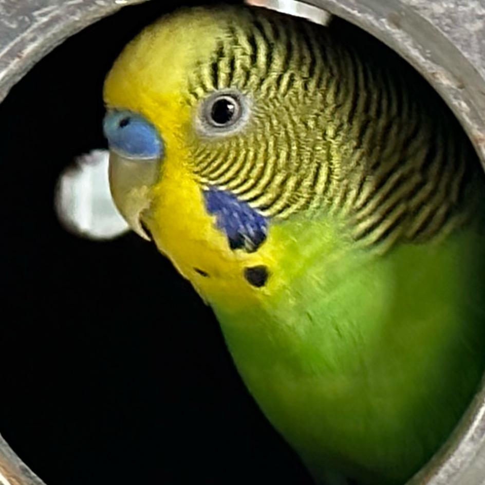 厦门鹦鹉养殖之家