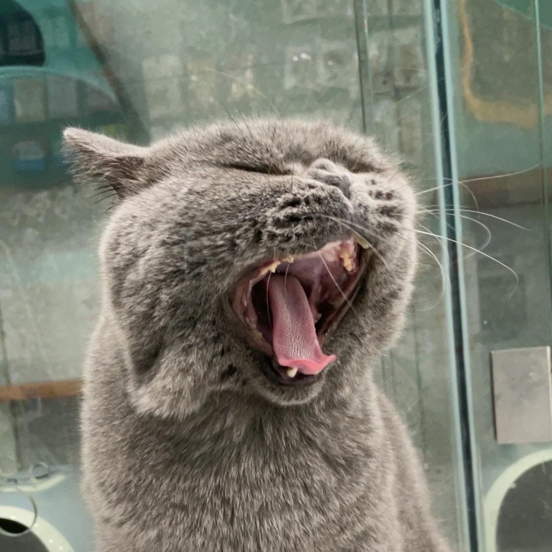 肥冬冬