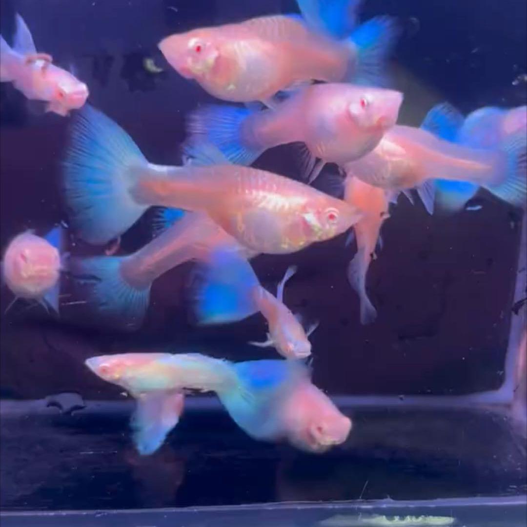 渔将军孔雀鱼渔场