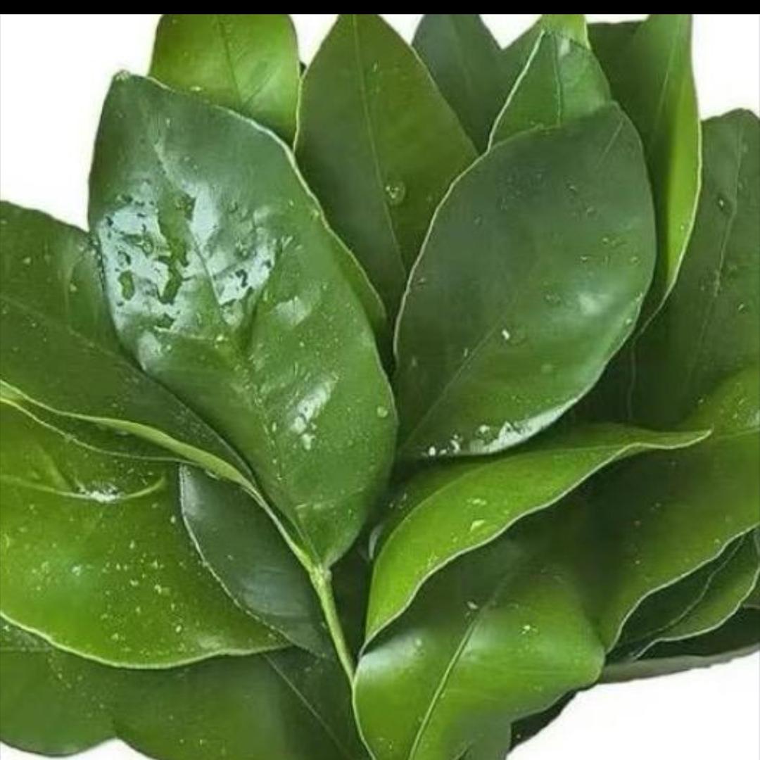 香菜教教主