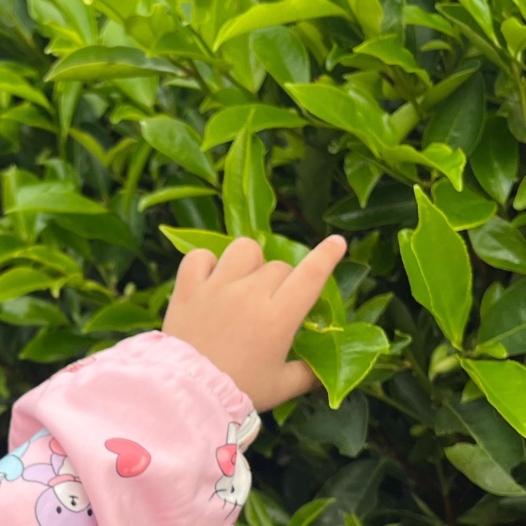南方嘉木·凤凰单丛（茶农）