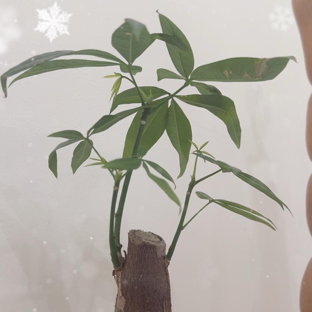 狙击手