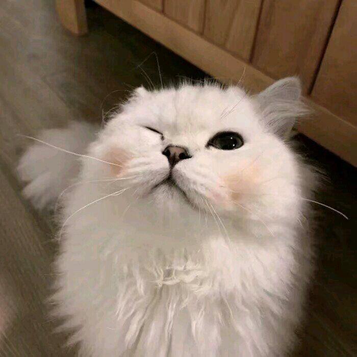 CF嘟嘟