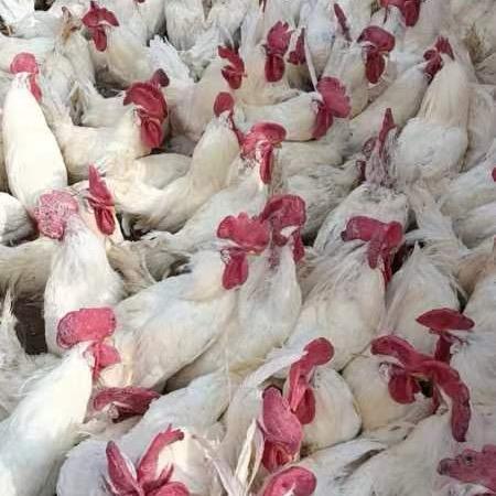 砀山县康丰养殖有限公司