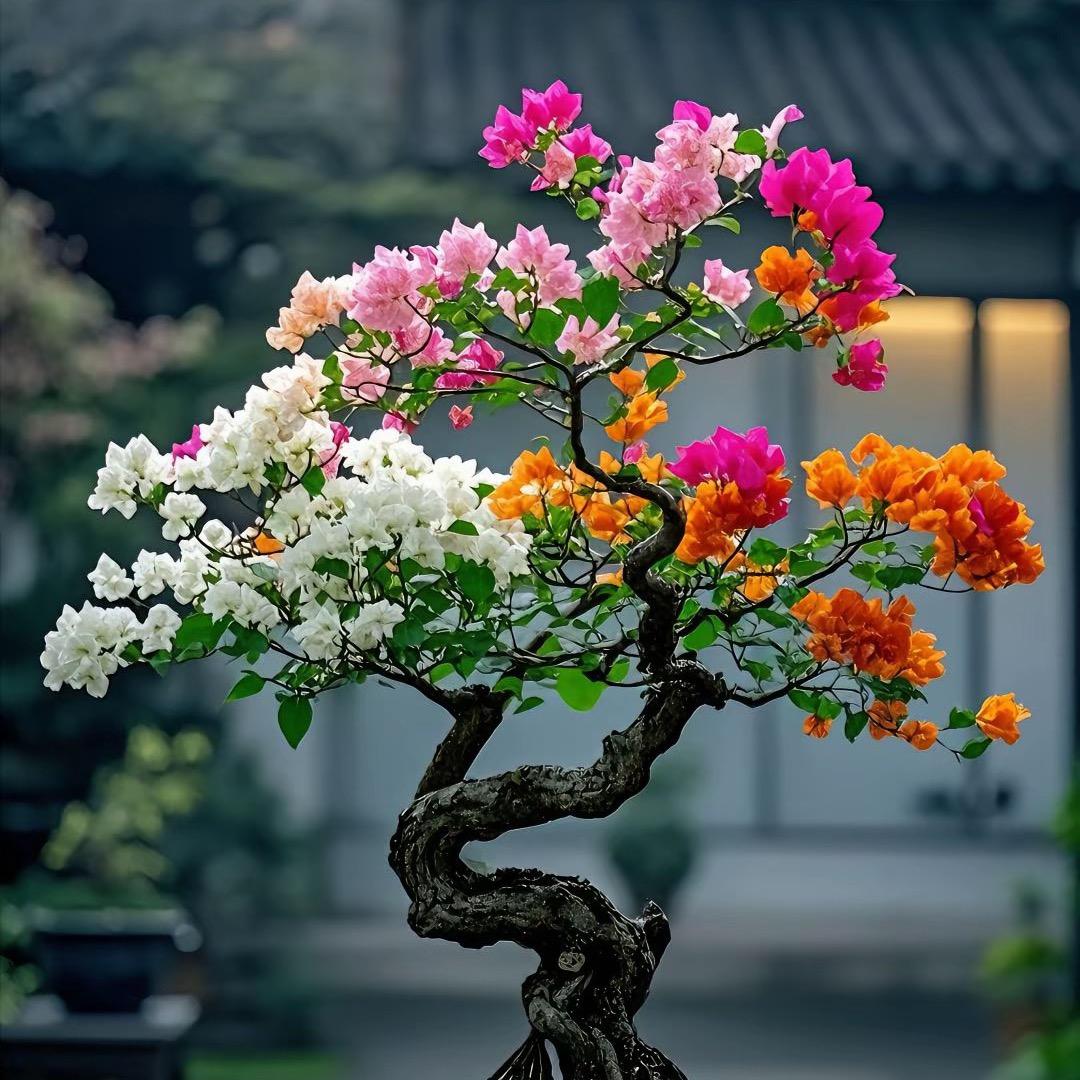 涵宝