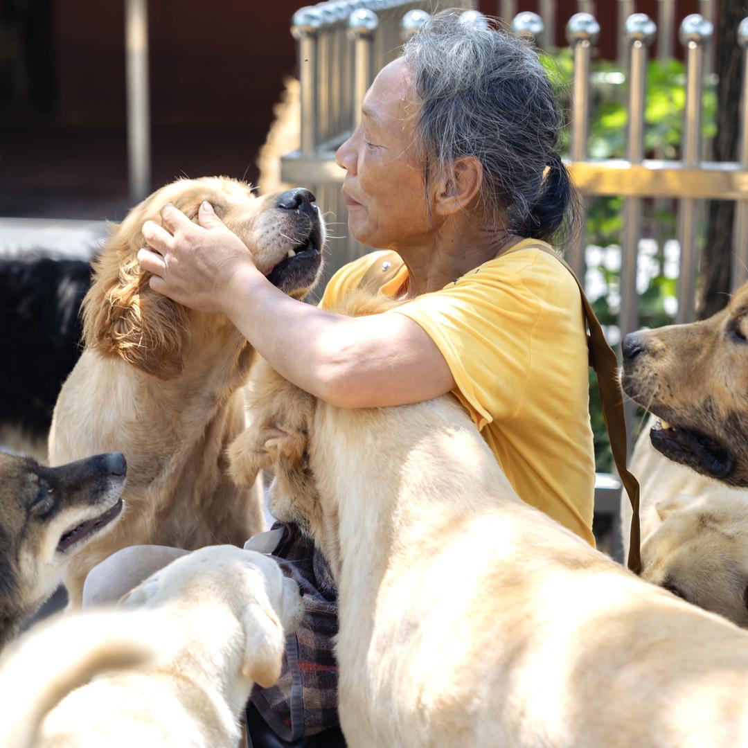 杨小凤流浪狗乐园（小号）