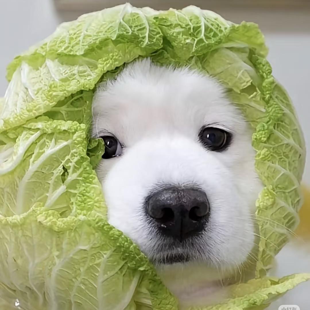 超级恋爱脑的刘少鹏