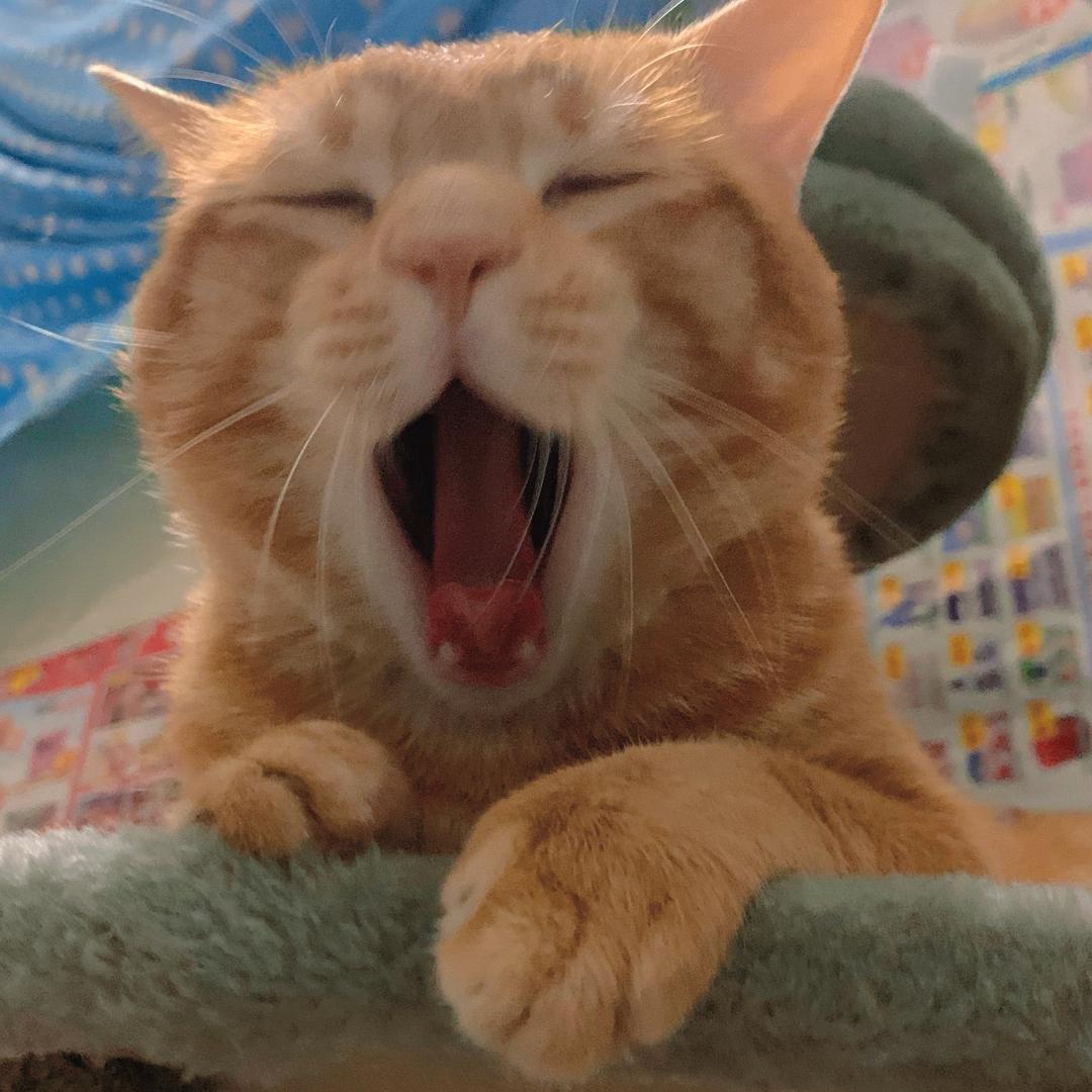 睡着了也困
