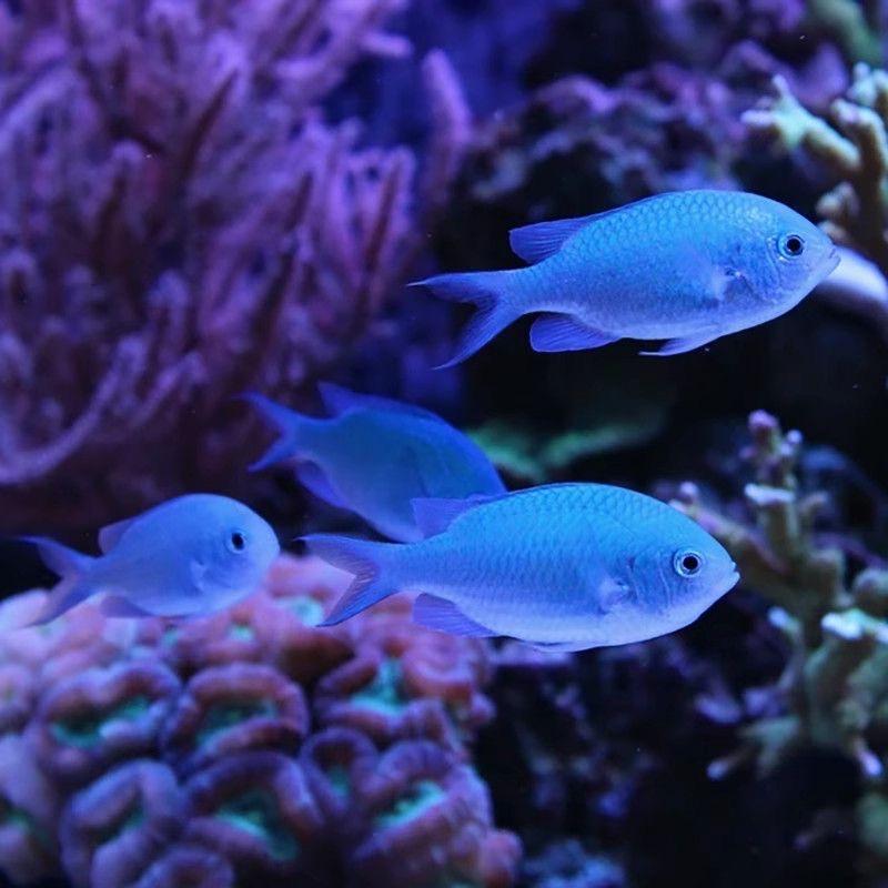 海水活石小店