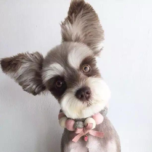 Im🐶骚瑞