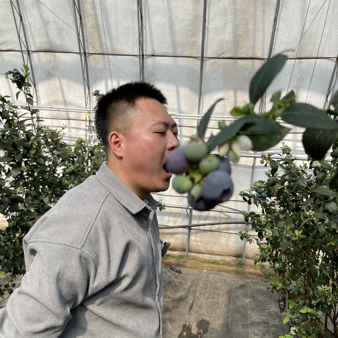 屯鲜生丹东蓝莓大连樱桃热卖季