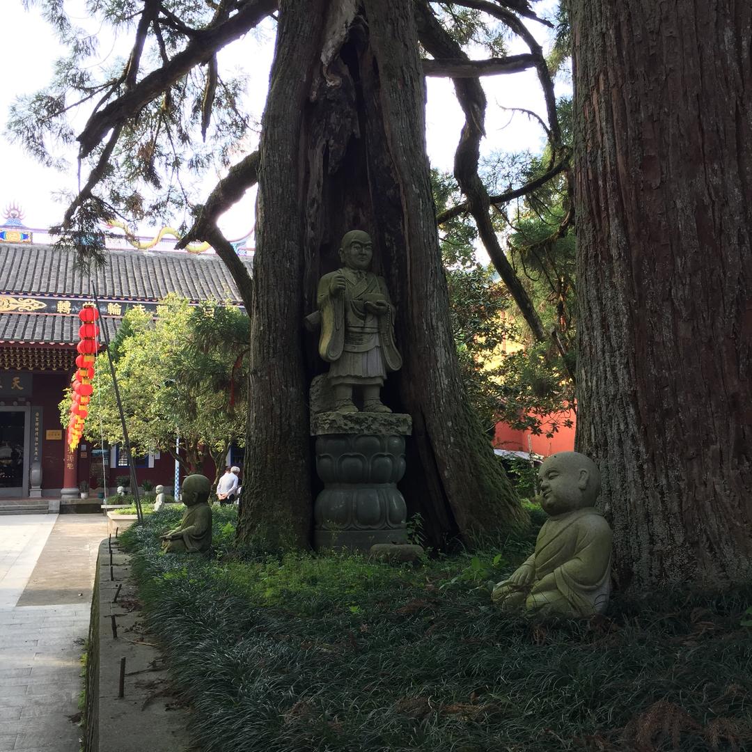 木易杨