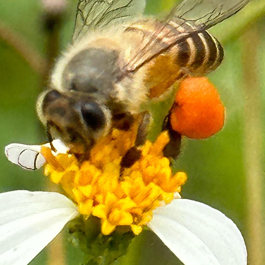业余爱好者户外小蜜蜂