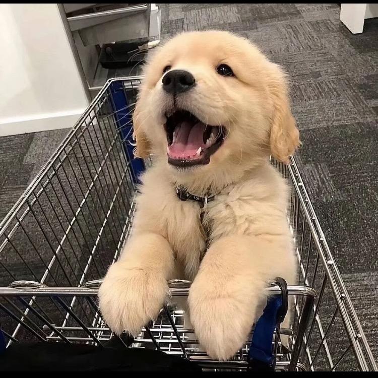 可爱小金毛.（看🐶丝信）