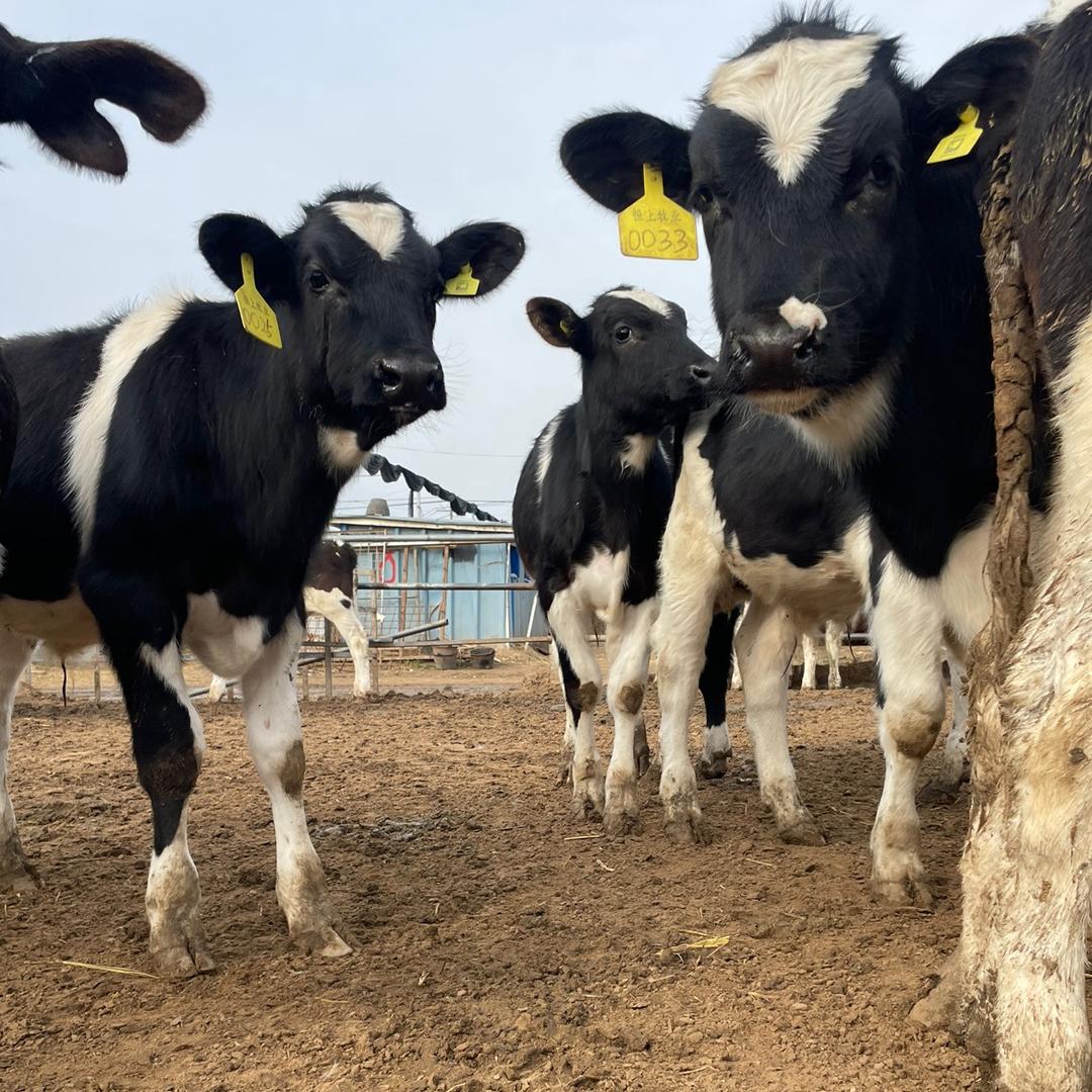辛集小章养🐮人（焦向繁）