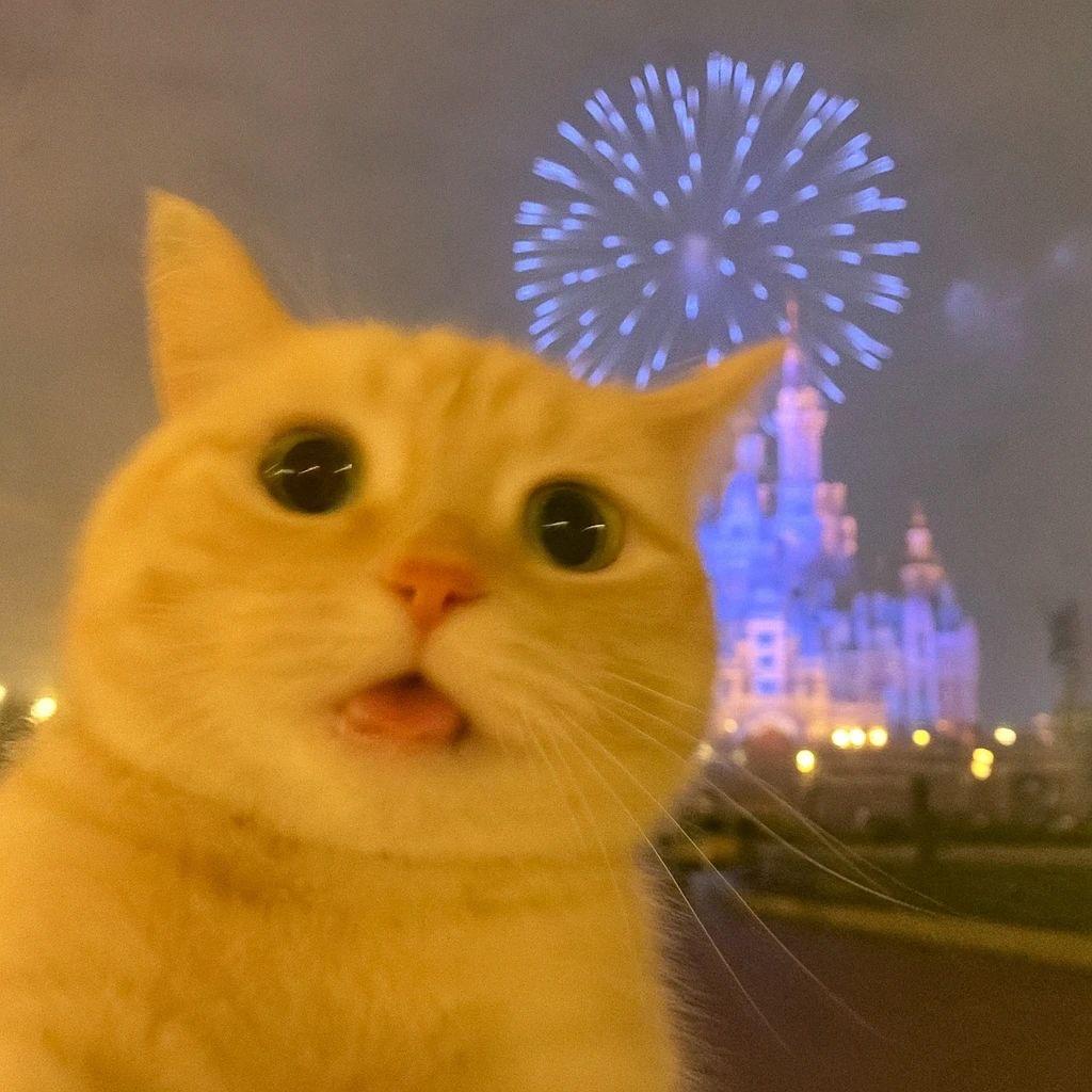 发疯的猫