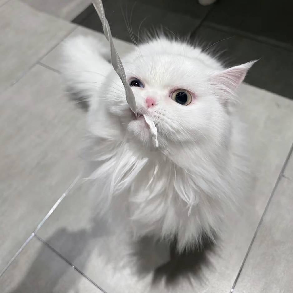 坏蛋猫精品ccd📷