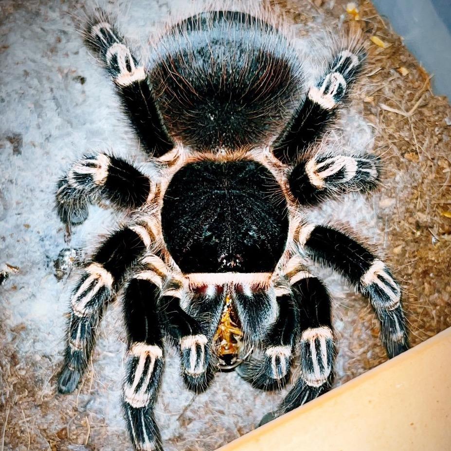 海绵之蛛SpongeSpider