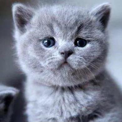 蓝猫