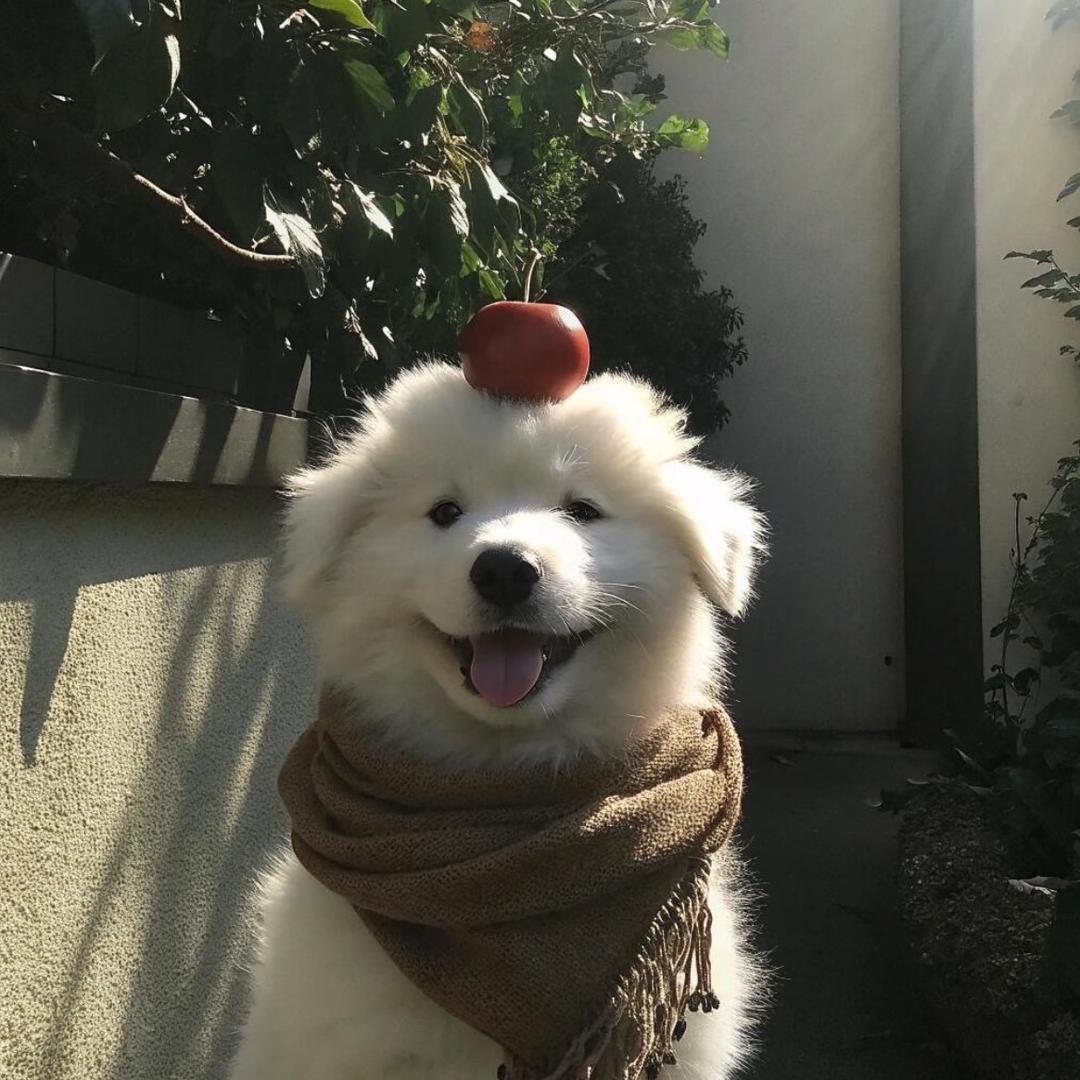 doGvG