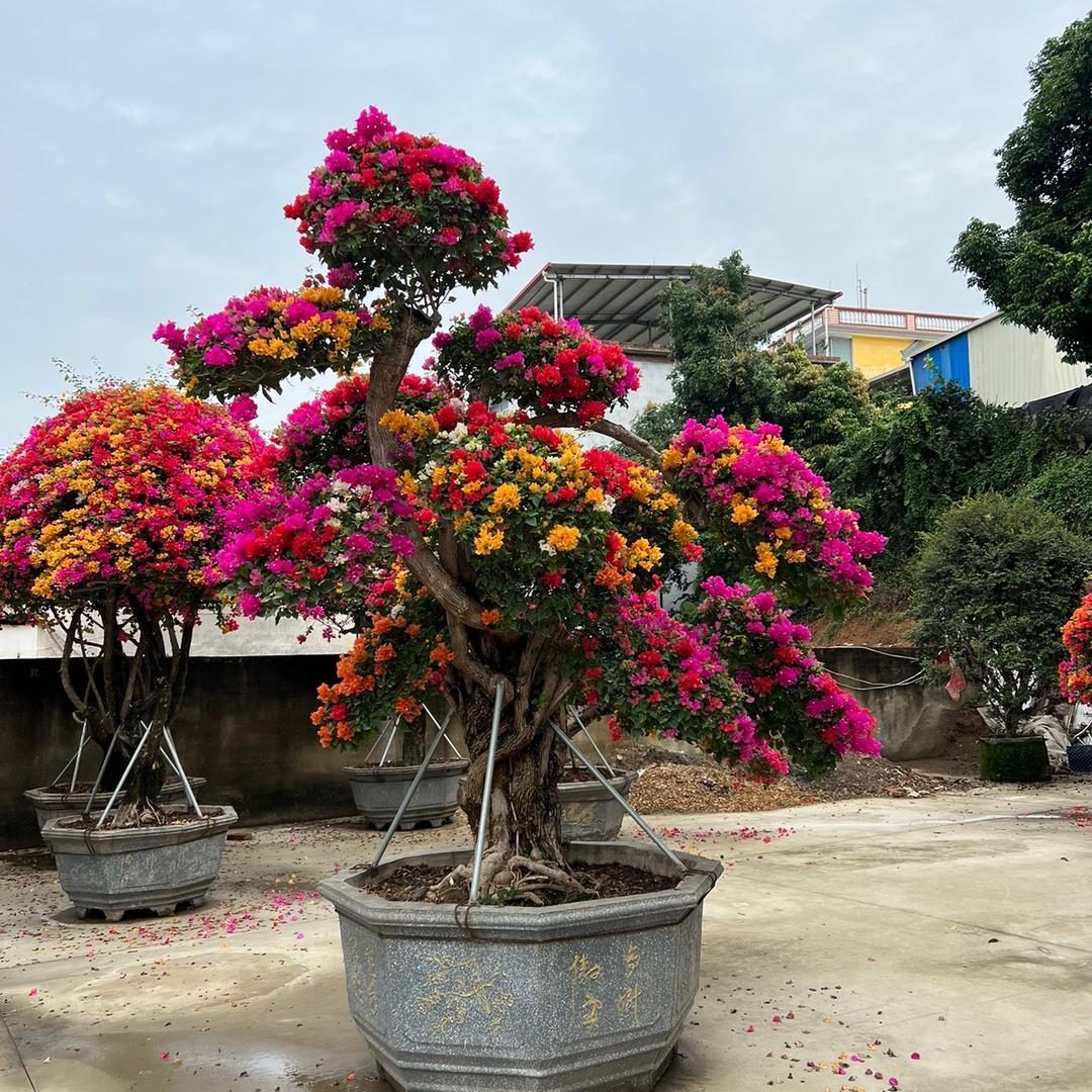 誉香阁花卉