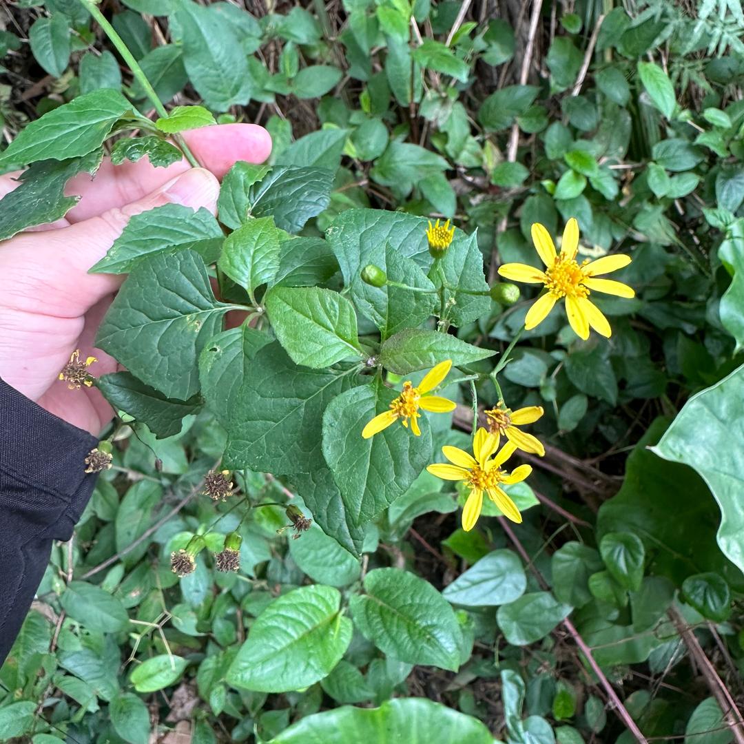大鹏说草
