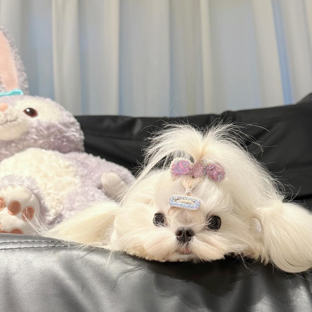 琪琪有点困🐰