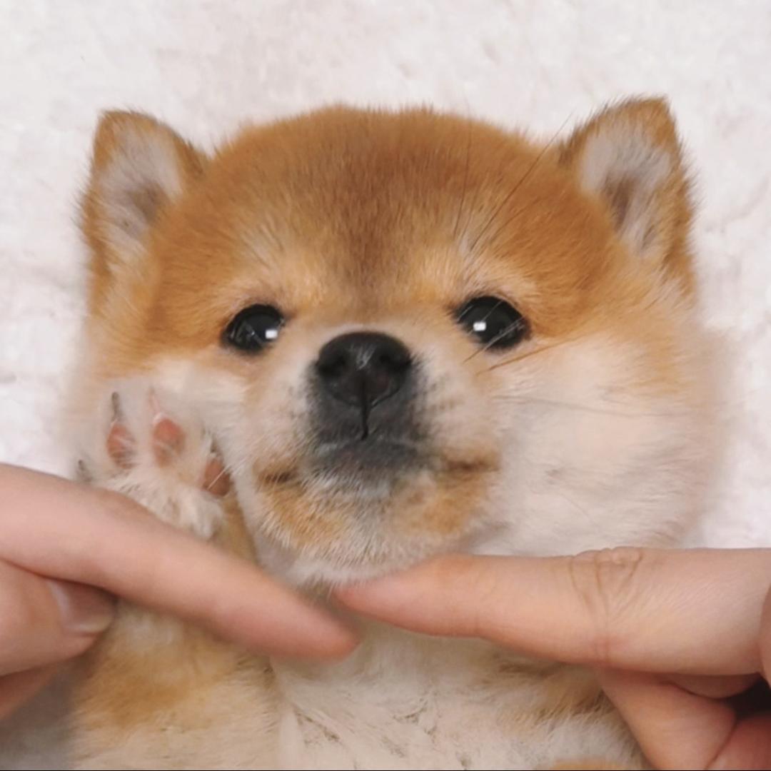 宇宙无敌第一天才小黄狗