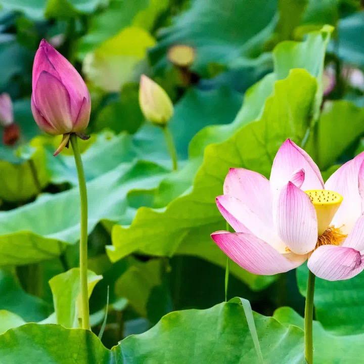 花花的世界