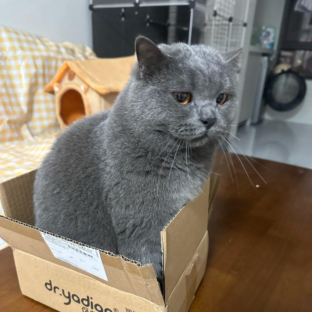 柠檬🍋味的小猫