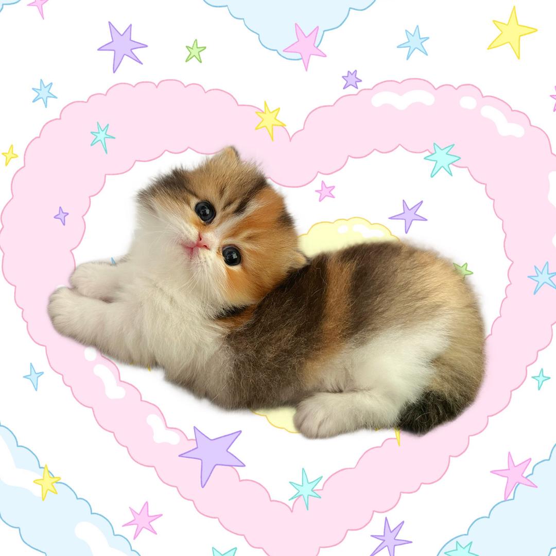 YUAN家猫舍🎀