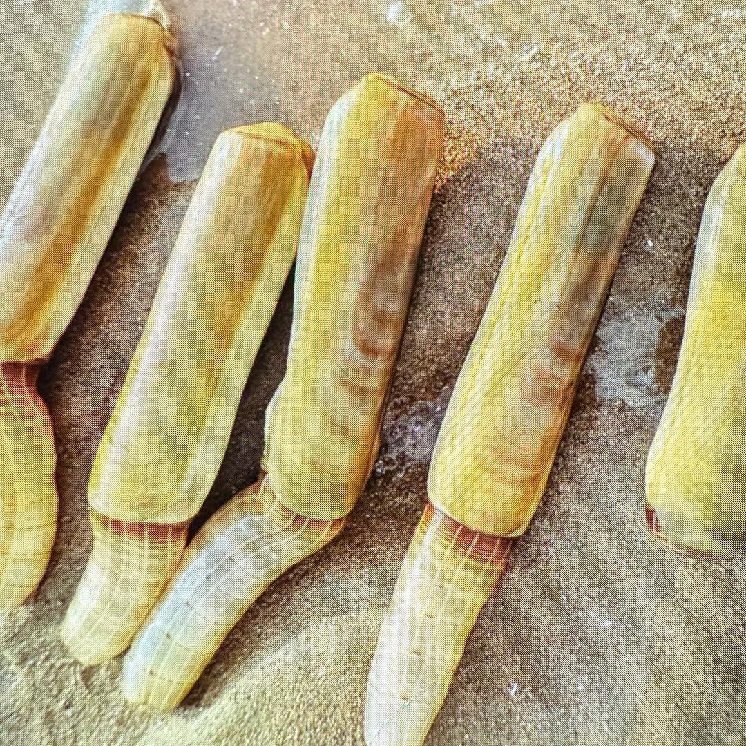 日照海哥（带队赶海-游艇海钓）