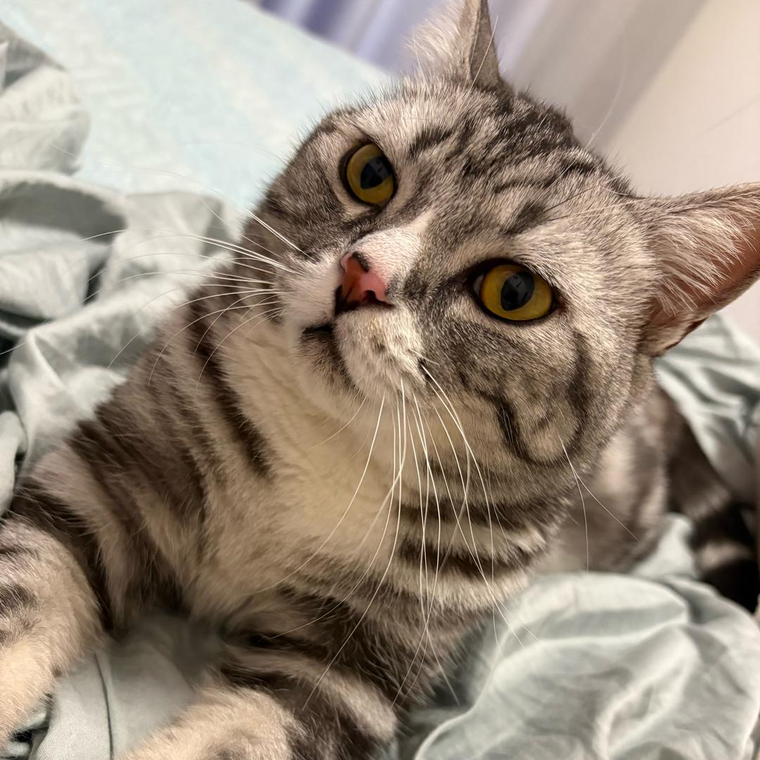 肥喵的日常生活