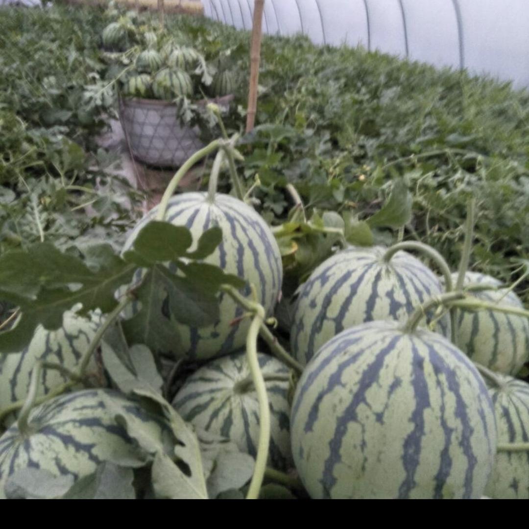 现代农民保侠家庭农场