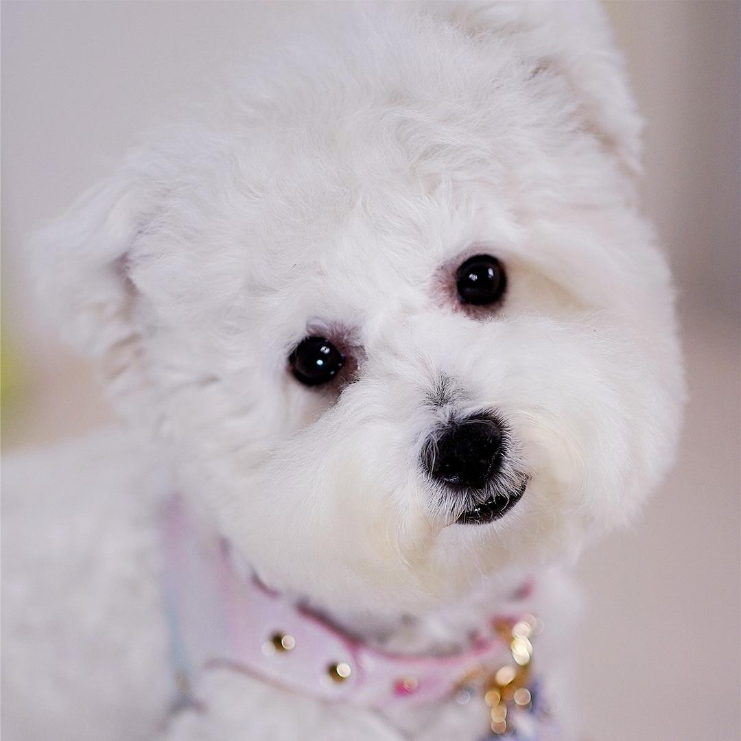 爱福吉（宠物项圈）