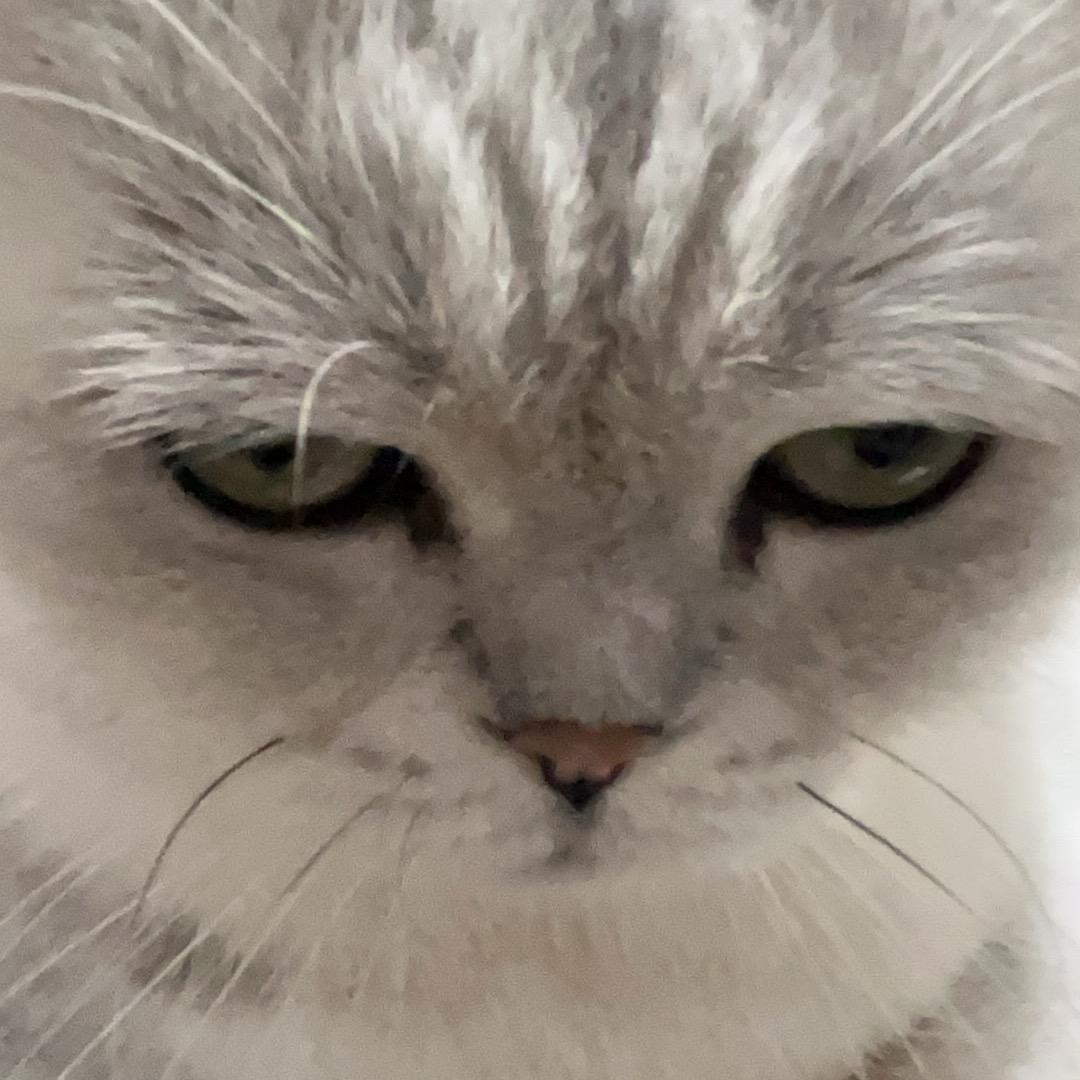 ₍˄·͈༝·͈˄*₎◞ ̑̑