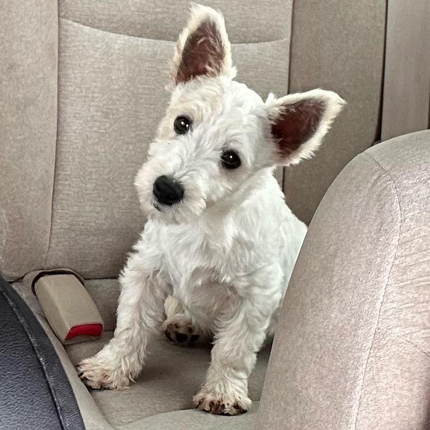 南通狗场批发基地