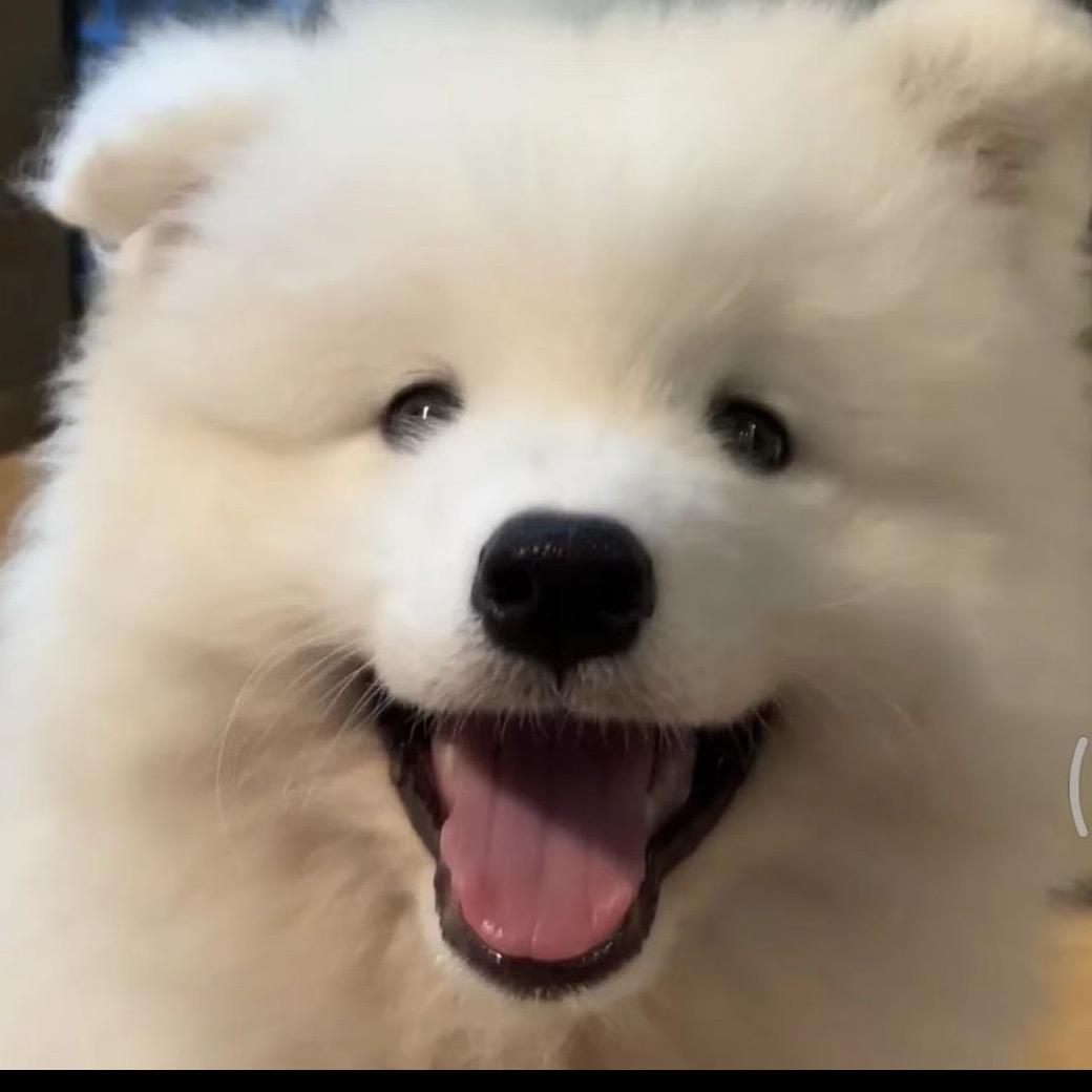 土豆子