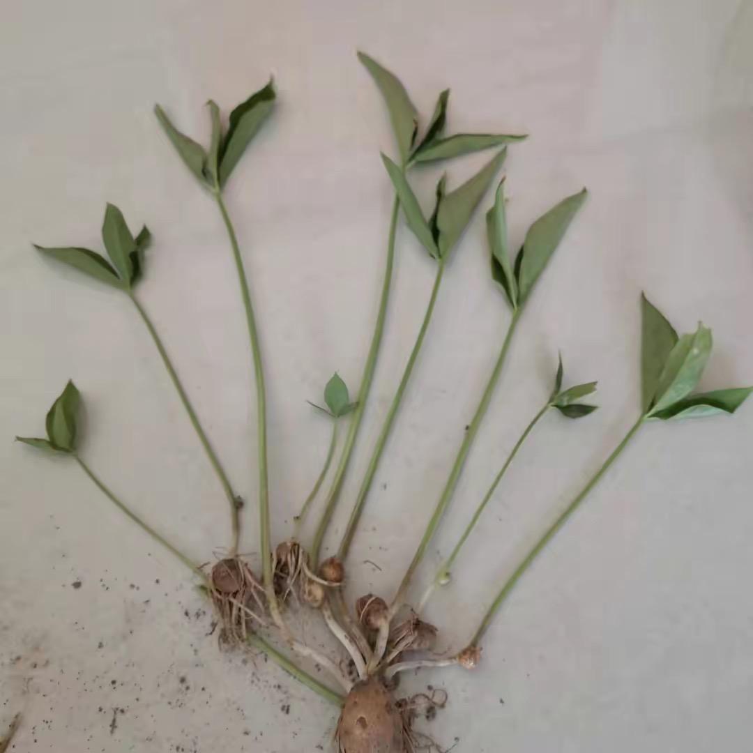 祁农本草（中药鉴别）