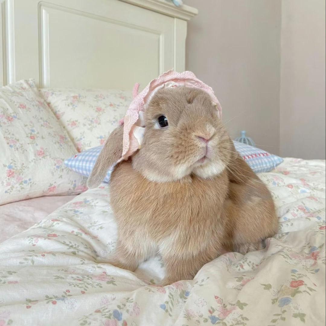 兔子🐰