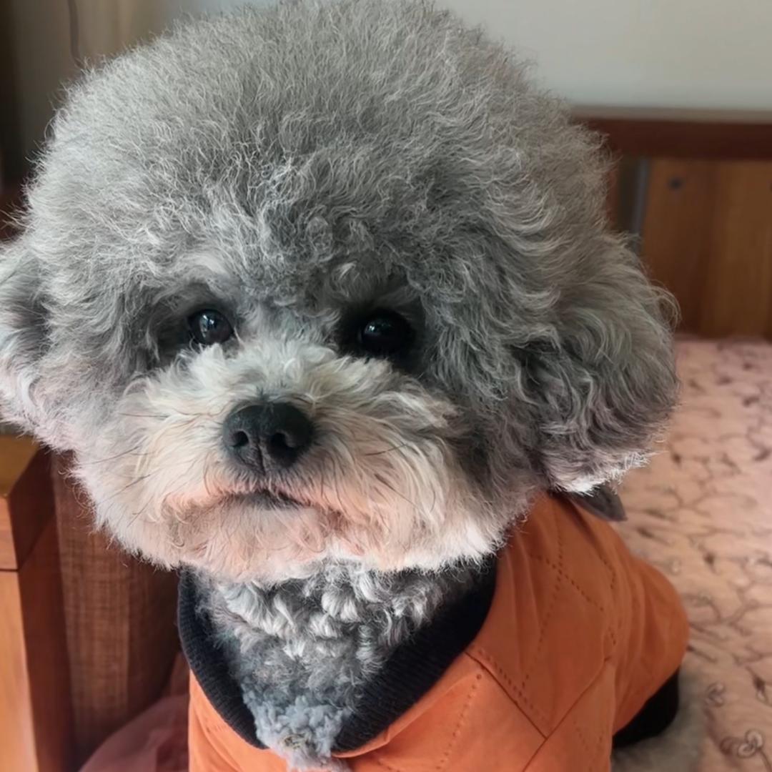 凯瑞🌂🐶橱窗营业中