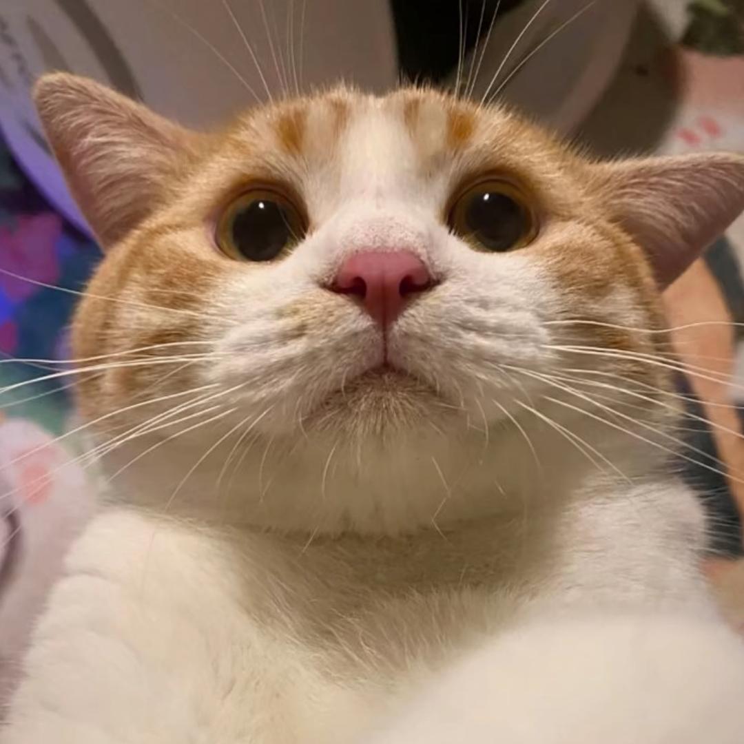 巧克力张张包•