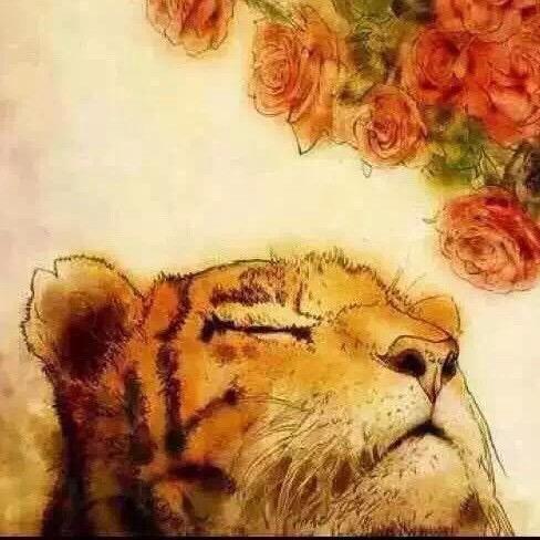 虎虎的