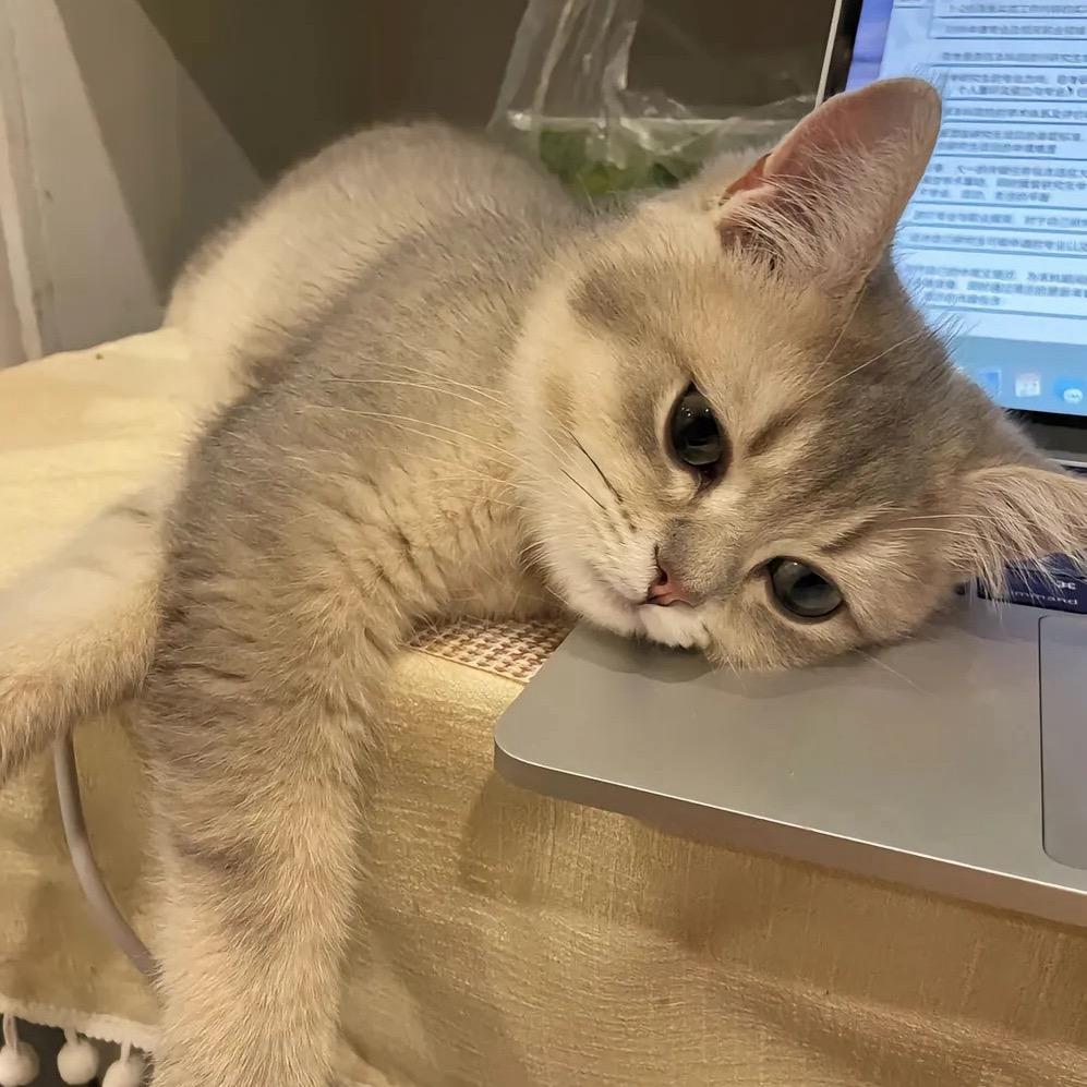 小泥猫