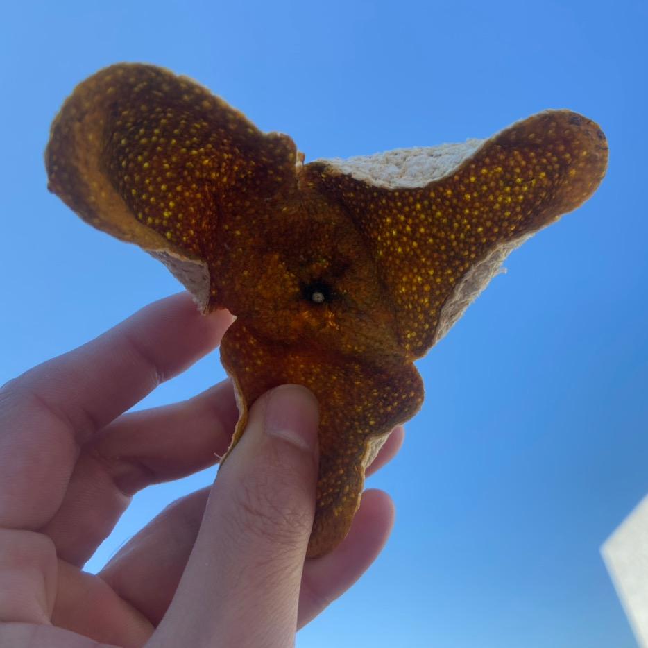 啊勇的咖啡配件与新会陈皮