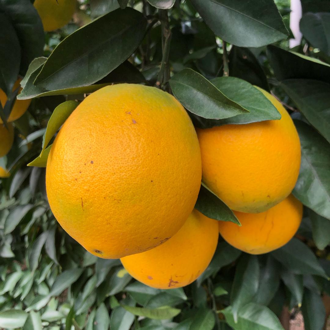 小张生鲜农产品